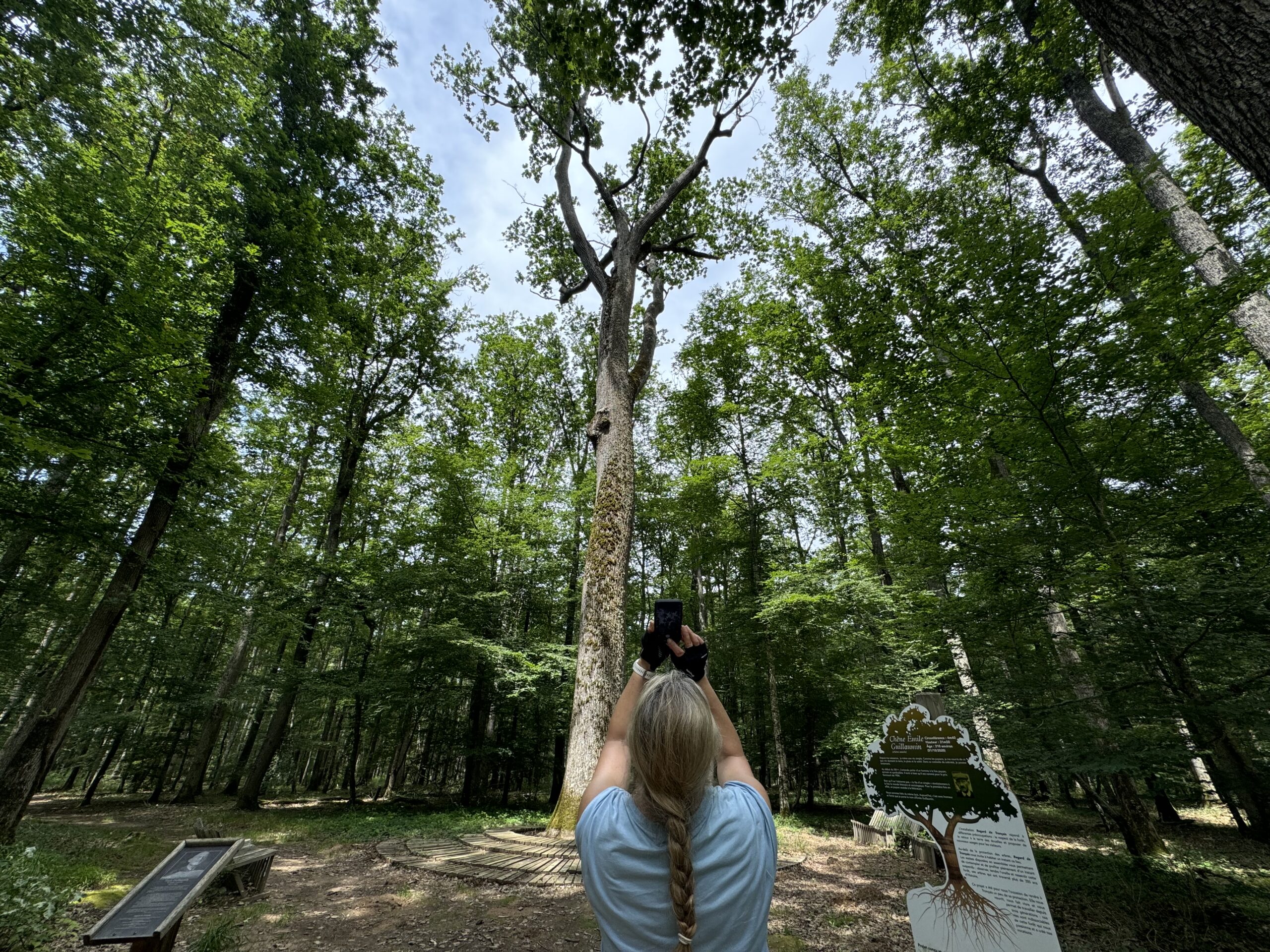 L’appel de la forêt de Tronçais