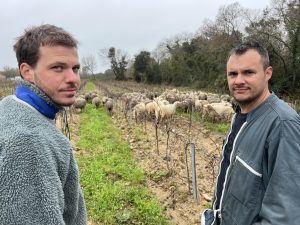 Florian Turpin, pe berger (à gauche) et Xavier Julien, le frère de Myriam qui fait pâturer les brebis Merinos dans ses vignes en hiver. (c) Christian goutorbe